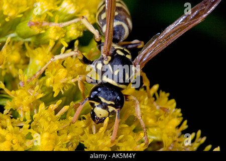 Baum-Wespe Stockfoto