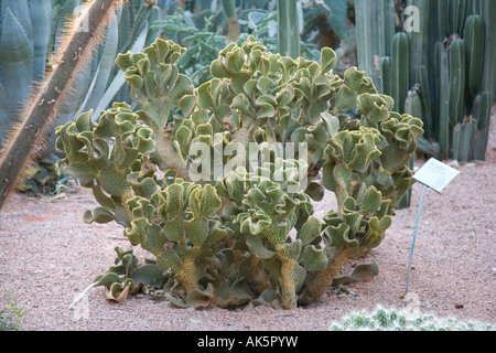 Kakteen Pflanzen Marrakesch, Marokko, Afrika. Stockfoto