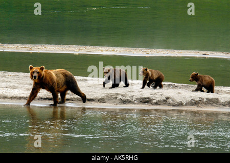 Kamtschatka Braunbär Stockfoto