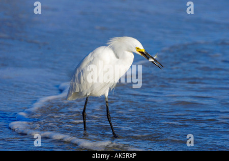 Snowy Egret Stockfoto