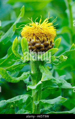 BigHead-Flockenblume Stockfoto