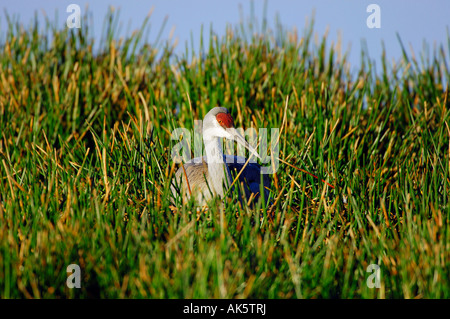 Sandhill Kran Stockfoto