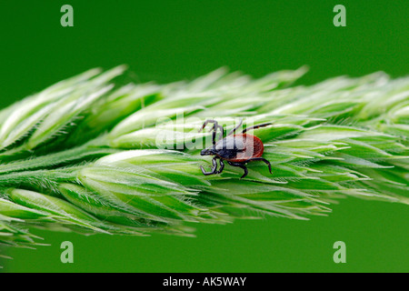 Europäische Rizinuspflanze Tick Stockfoto