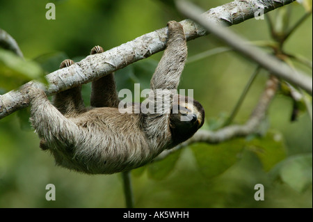 Drei-toed Sloth, Bradypus variegatus, in der 265 Hektar Regenwald Metropolitan Park, Panama City, Republik Panama. Stockfoto