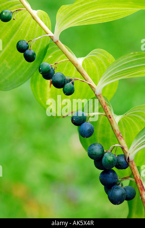 Gemeinsamen Salomonssiegel Stockfoto