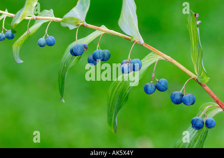 Gemeinsamen Salomonssiegel Stockfoto