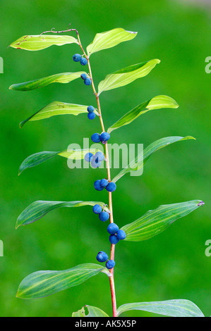 Gemeinsamen Salomonssiegel Stockfoto