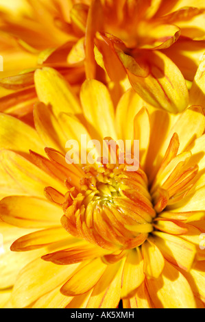 Chrysantheme Stockfoto