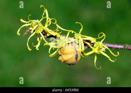 Gemeinsamen Hamamelis Stockfoto