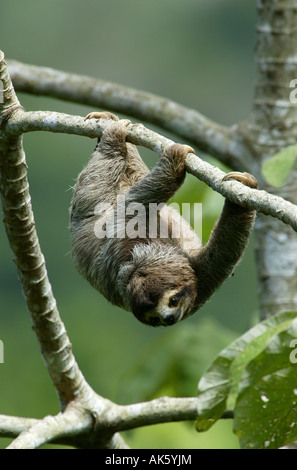 Drei-toed Sloth, Bradypus variegatus, in der 265 Hektar Regenwald Metropolitan Park, Panama City, Republik Panama. Stockfoto