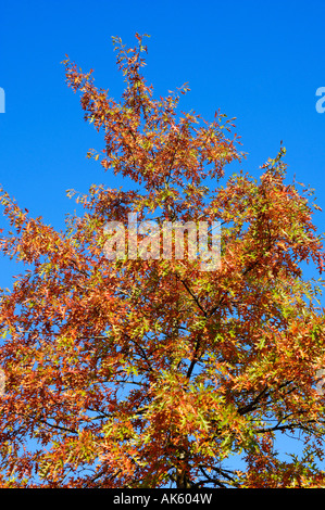 Scarlet Oak Stockfoto