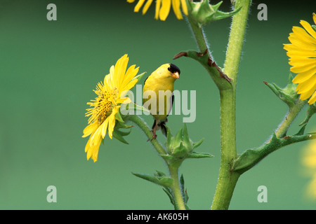 Amerikanische Stieglitz thront in Sonnenblumen Stockfoto