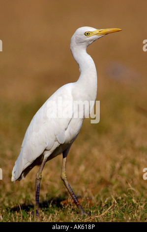 Kuhreiher Stockfoto