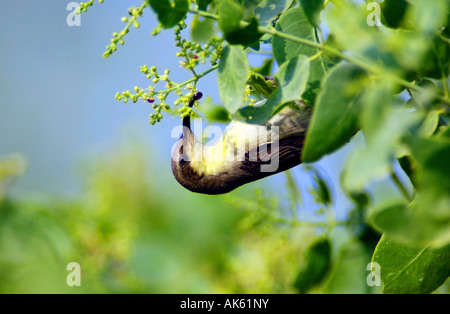 Lila Sunbird Stockfoto