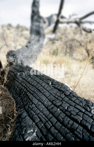 Ein Baum verbrannt und verkohlt bei einem Waldbrand Stockfoto