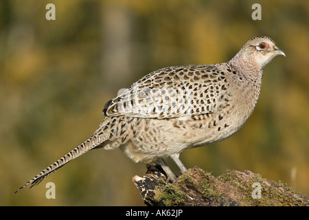 Henne Fasan Phasianus Colchicus stehen auf Login Suche alert Potton Bedfordshire Stockfoto