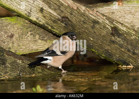 Femail Gimpel Pyrrhula Pyrrhula am Teich trinken Potton Bedfordshire Stockfoto