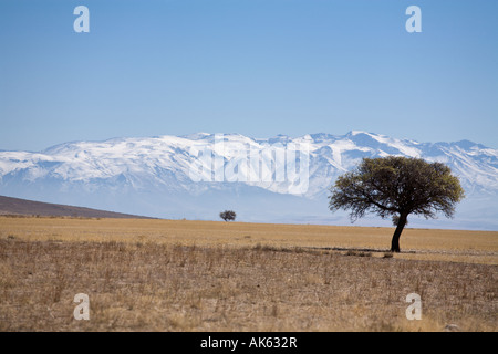 Sparse Shade Two small trees in an ocean of dry rolling fields backed by the snow capped Aladaglar Mountains Turkey Stockfoto