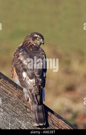 Femail Sparrowhawk Accipiter Nisus gehockt Altpörtel Blick alert Potton Bedfordshire Stockfoto