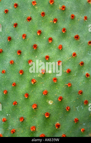 Blinde Pricklypear Stockfoto