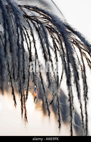 Tautropfen auf Wildgras in der indischen Landschaft. Indien Stockfoto