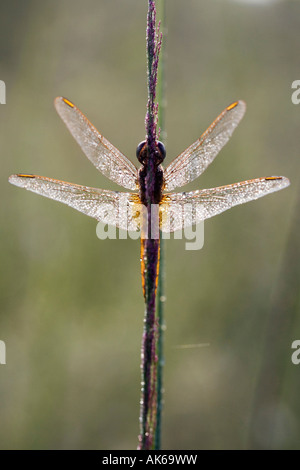 Crocothemis Servilia. Scharlachrote Skimmer / Ruddy Marsh Abstreicheisen Libelle im Morgentau bedeckt. Indien Stockfoto