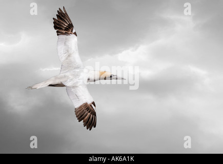 Basstölpel im Flug, Saltee Inseln, Irland, 2007 Stockfoto