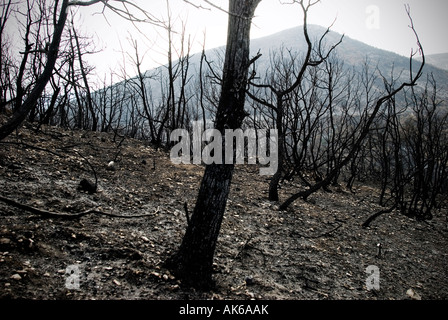 Italien, Abruzzen, Capestrano - 2007. Waldbrand Stockfoto