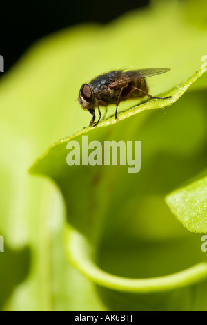 Eine Stubenfliege Verkostung den Nektar auf eine Krugpflanze Stockfoto