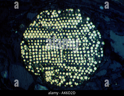 Mikroskopisch kleine Pyrit Framboid über 0. 07 mm im Durchmesser Stockfoto