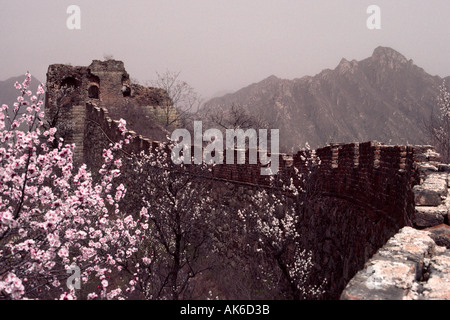 Ein original, unrestaurierten Teil der großen Mauer umgeben von Pfirsich Blüten in Mutianyu, in der Nähe von Peking, China Stockfoto