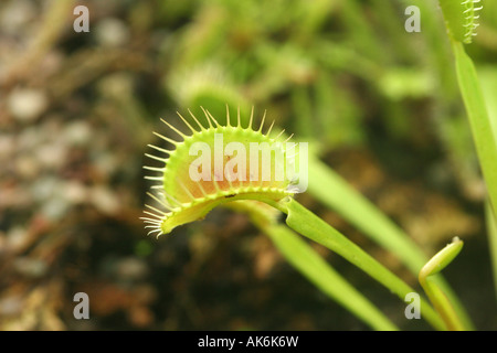 Venus Fliegenfalle Dionaea muscipula Stockfoto