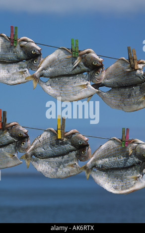 Fische trocknen in der Sonne auf der Insel La Graciosa Lanzarote Kanaren Spanien Stockfoto