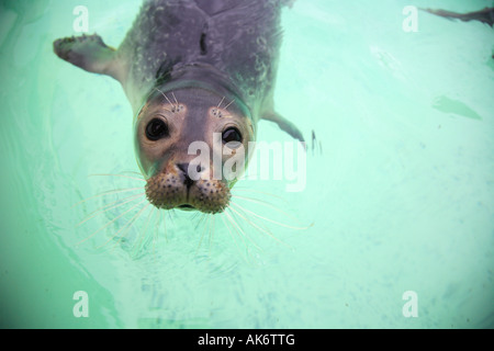 Dichtung bei Ecomare Seal Sanctuary auf Texel, Niederlande Stockfoto