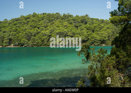 Kiefern auf die Caost der salzige See Veliko Jezero oder großen See auf der Insel Mljet Kroatien Stockfoto