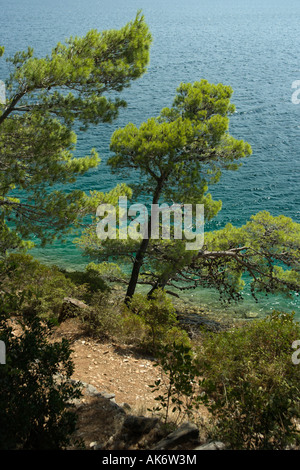 Kiefern auf die Caost der salzige See Veliko Jezero oder großen See auf der Insel Mljet Kroatien Stockfoto