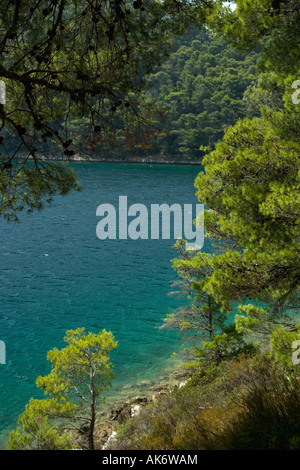 Kiefern auf die Caost der salzige See Veliko Jezero oder großen See auf der Insel Mljet Kroatien Stockfoto