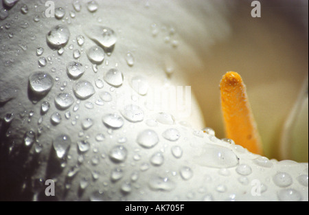 Nahaufnahme von exotischen weißen Calla mit gelben Blütenstempel, Cameron Highlands, Malaysia Stockfoto