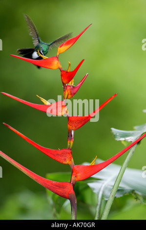 Weißbelüfteter Plumeleteer, Chalybura buffonii micans, Fütterung auf einer roten Heliconia Blume im Metropolitan Park, Republik Panama. Stockfoto