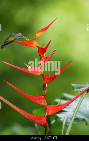 Weiße ventilierte Plumeleteer ernähren sich von roten Heliconia Blume im Metropolitan Park in der Nähe von Panama City, Republik von Panama. Stockfoto