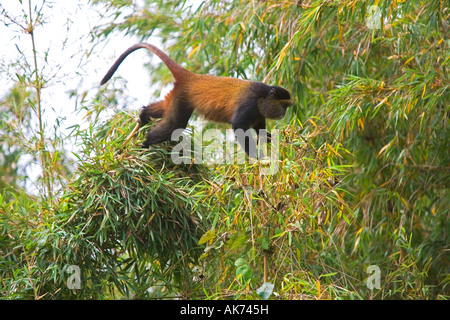 Golden Monkey Stockfoto