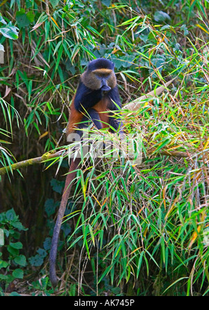 Golden Monkey Stockfoto