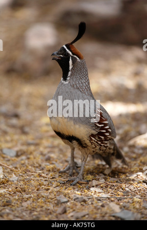 Die Gambels Wachteln Stockfoto