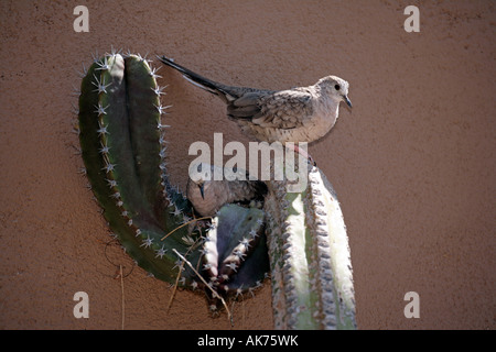 Inca-Taube Stockfoto