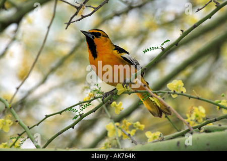 Mit Kapuze Oriole Stockfoto
