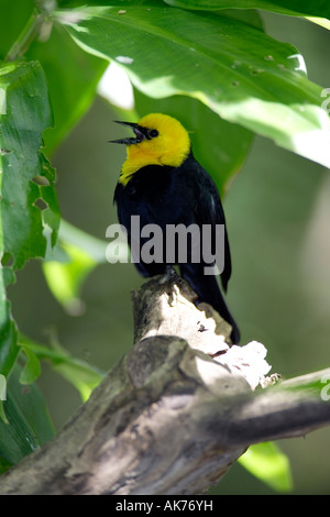 Gelb-vorangegangene Amsel Stockfoto