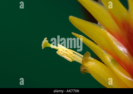 Flammenschwert Stockfoto