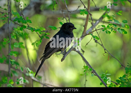 Südliche Schwarze Flycatcher Stockfoto