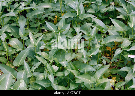 Wasserspinat Stockfoto