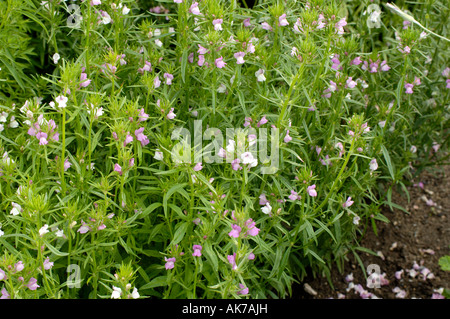 Geringerem Snapdragon Stockfoto